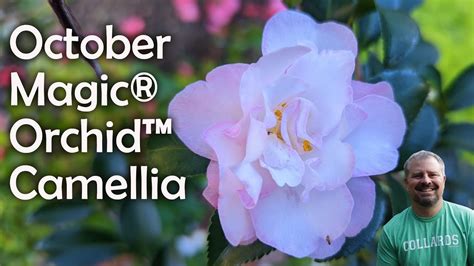 Fall magic in your home: decorating with orchids and camellias